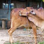 राज्यात लम्पीविरुद्ध युद्धपातळीवर मोहीम