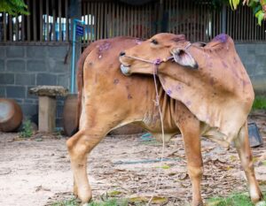 राज्यात लम्पीविरुद्ध युद्धपातळीवर मोहीम