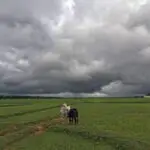 यंदा १० जून पर्यंत मान्सूनच्या आगमनाची शक्यता नाही